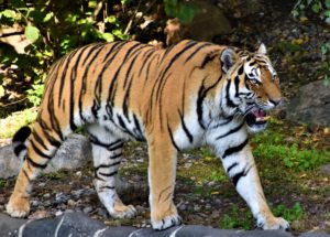 New Bylaw Forbids People to Feed Wild Animals