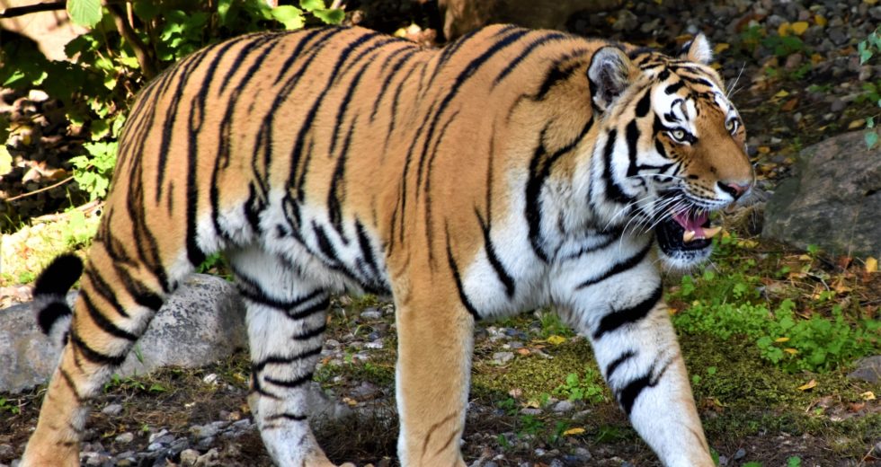 New Bylaw Forbids People to Feed Wild Animals