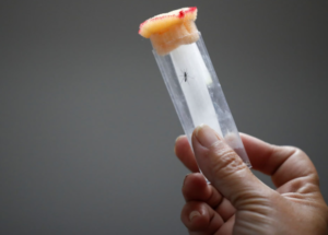 Atomic Radiation Used to Fight Scary Dengue Outbreak in Argentina