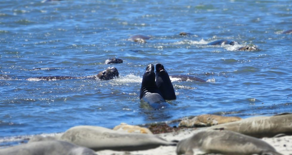 Elephant Seals Puzzle Scientists Through Their Unique Way of Avoiding Predators