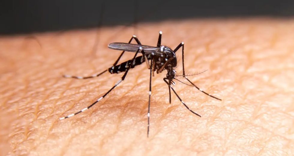 EPA Authorized Release Of 2 Billion More GMO Mosquitos