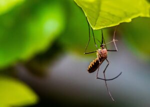MTego Trap Review: Keep Away Mosquitoes and Protect Yourself