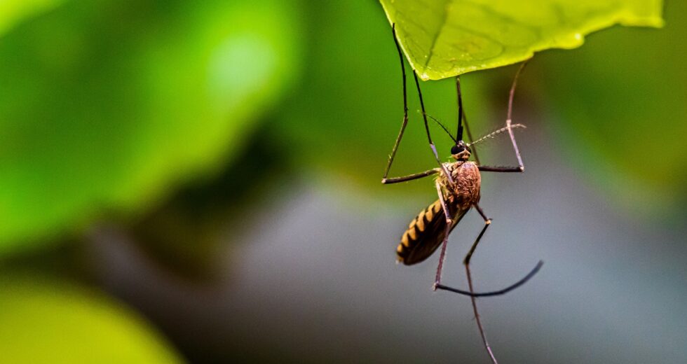 MTego Trap Review: Keep Away Mosquitoes and Protect Yourself