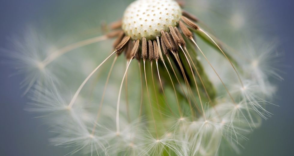 Dandelion Root Extract Kills Leukemia Cells, Prostate Cancer Cells and Chemo-Resistant Melanoma