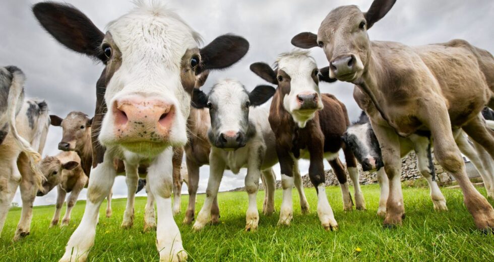 Farmers in Ireland Are Protesting Against the Government’s Plan to Slaughter 200,000 Dairy Cows