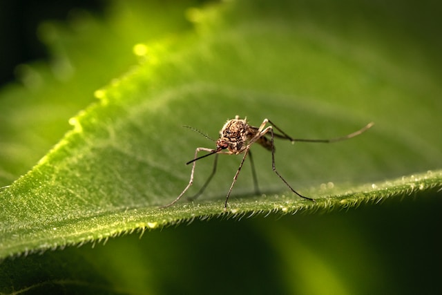 Chinese Study Investigates Mosquitoes as Vaccine Vectors: A Game-Changer?