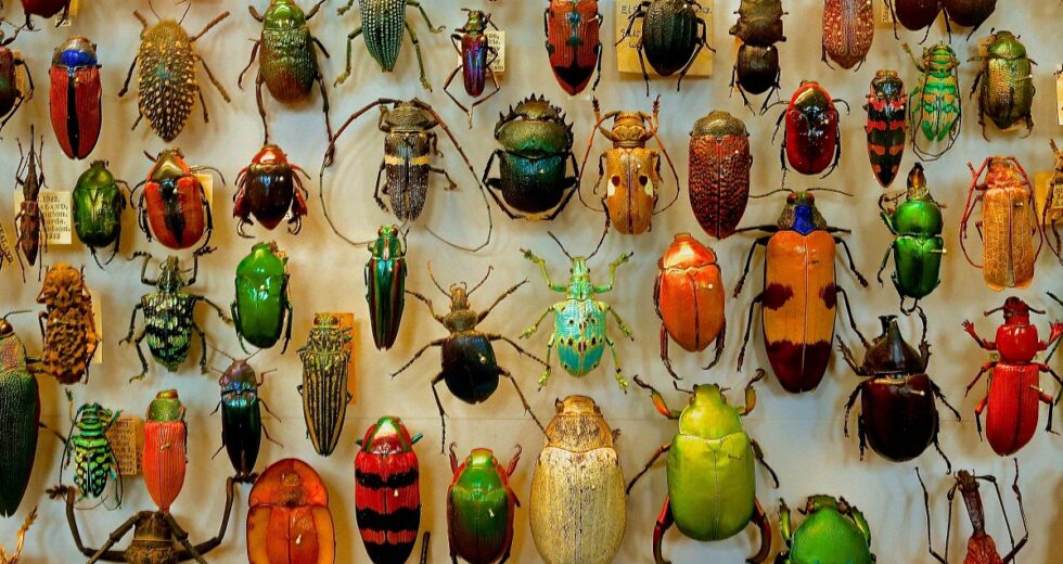 After Bugs Ate Their Furniture, a Couple Developed a Rare Condition