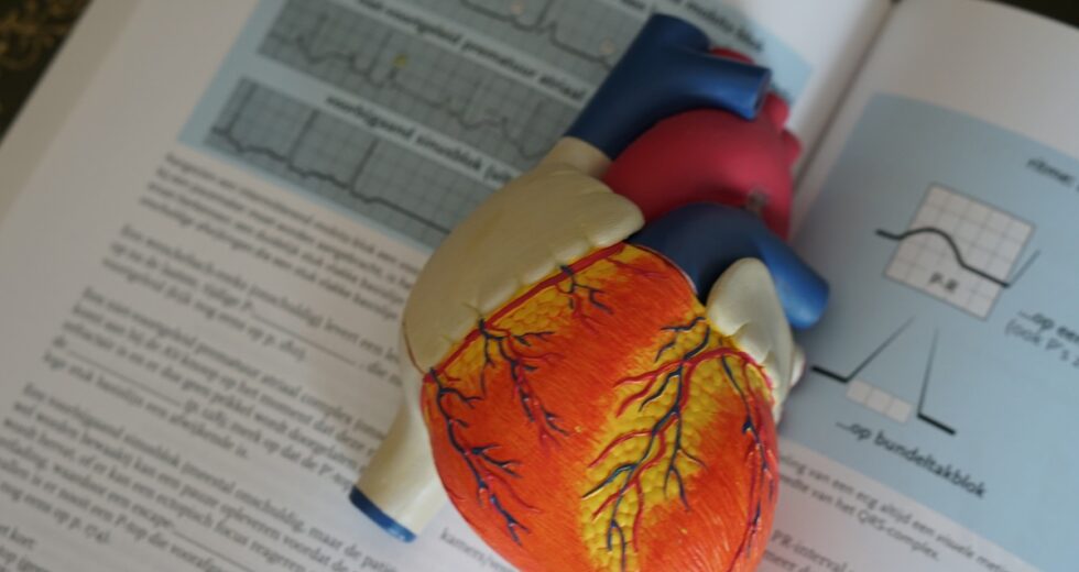 Hypertrophic vs. Dilated Cardiomyopathy – Facts and Symptoms You Should Know About