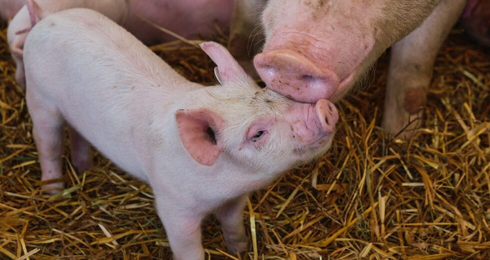 Swine Flu Case at Oakland County Fair is Being Investigated; How to Protect Yourself?
