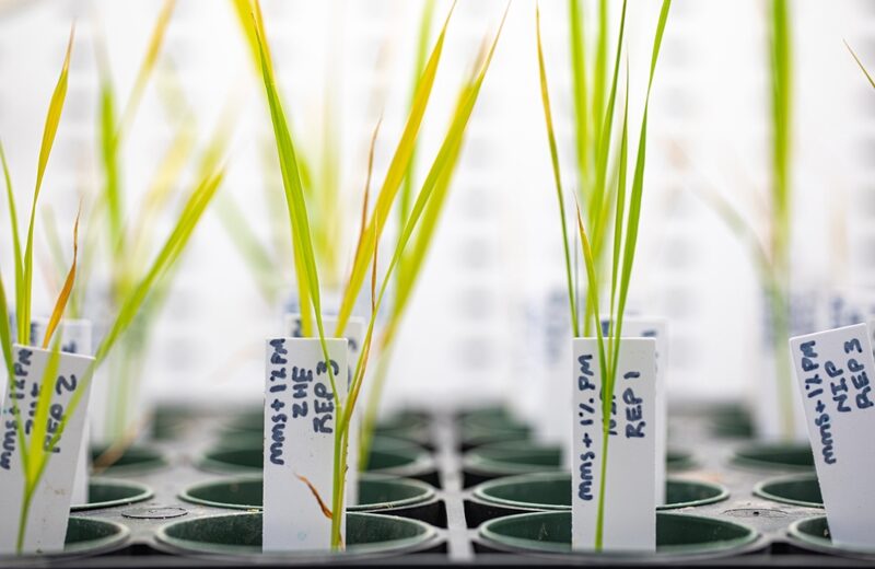 Researchers Found a Way to Reduce Heat Stress in Rice; Gene Editing Breakthrough