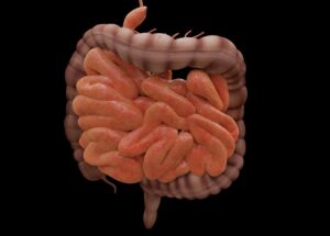 Irritable Bowel Syndrome (IBS) Supplements: What Are the Best Options?