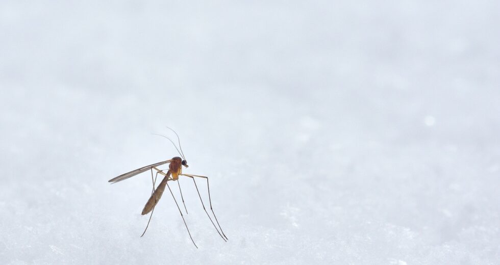 New Mosquito Virus Alert: Precautionary Measures, Risks, and Other Details Have Been Disclosed