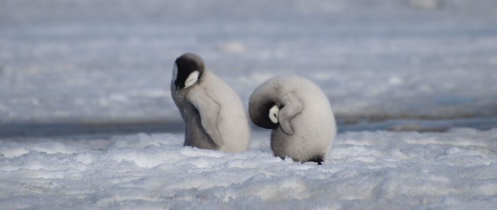 Antarctica Ice Loss Threatens Emperor Penguin’s Breeding Season New Study Found