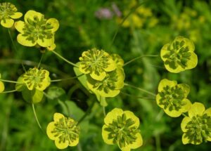 Bupleurum Therapy For Digestive Disorders, Colds, and Depression – How it Works?