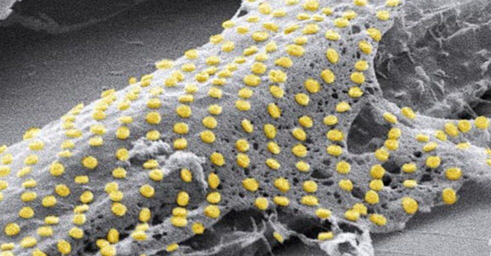 Tattooing Living Cells With Gold is Something Scientists Developed and It’s Quite Incredible