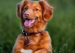 Treatment For Anxious Dogs With Trazodone: Dosage, Efficiency, and Side Effects Disclosed