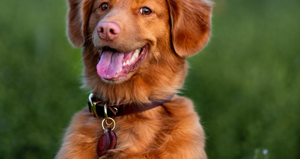 Treatment For Anxious Dogs With Trazodone: Dosage, Efficiency, and Side Effects Disclosed