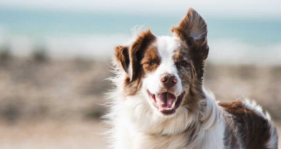 What Are the Best Toys That a Dog Needs to Remain Healthy and Active Over the Years?