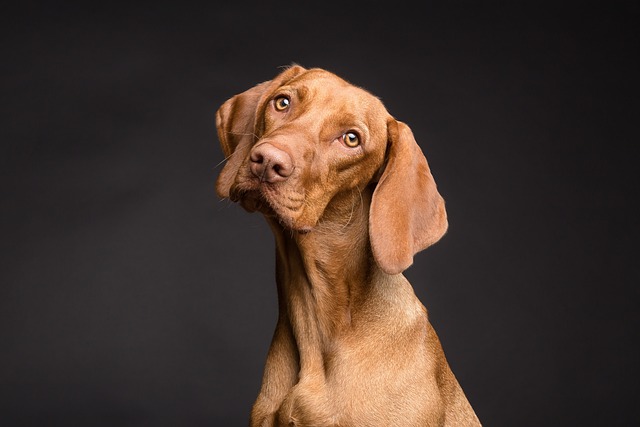 When Love Turns Sour: The Emotional Maze of “I Hate My Dog”