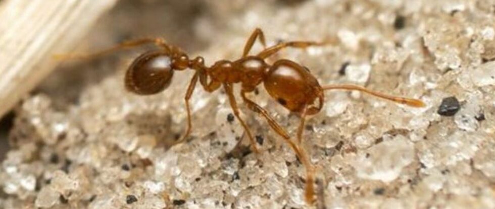 Red Fire Ants Threaten Europe As The Continue to Spread