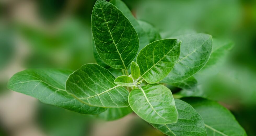 Ashwagandha Supplements Proved to Have These Benefits; Relieve Stress, Support Immune System, and More