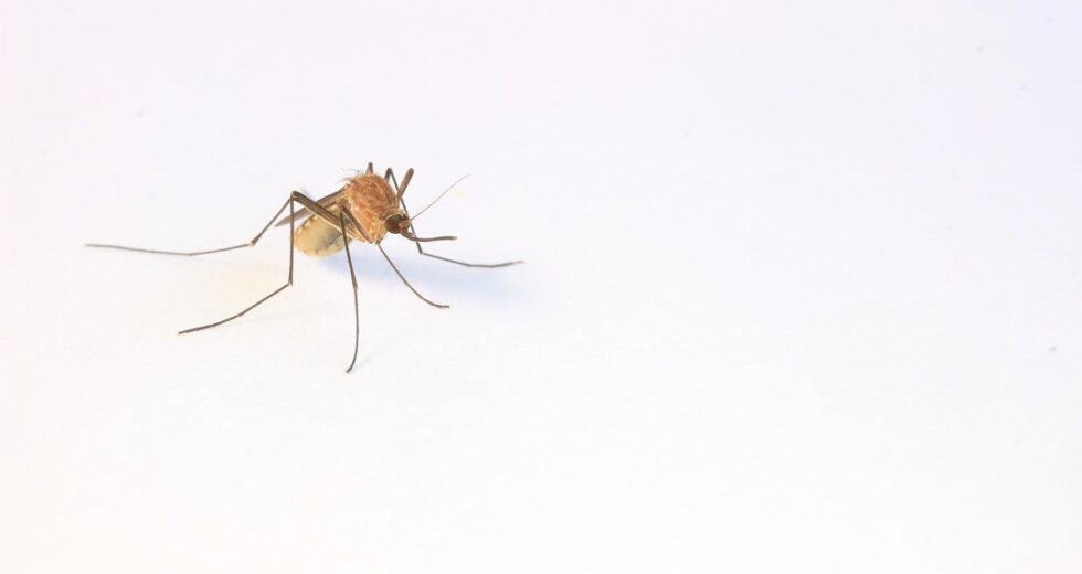 West Nile Virus Raise With 3 Positive Mosquito Pools Found