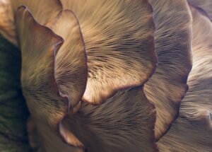 Lion’s Mane Mushroom Effects Could Boost Nerve Growth and Memory, As Per New Study