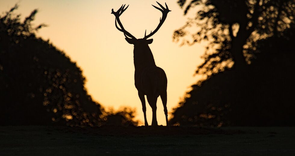 Covid-19 Affects White-Tailed Deer: the Virus is Evolving Quickly, Scientists Say