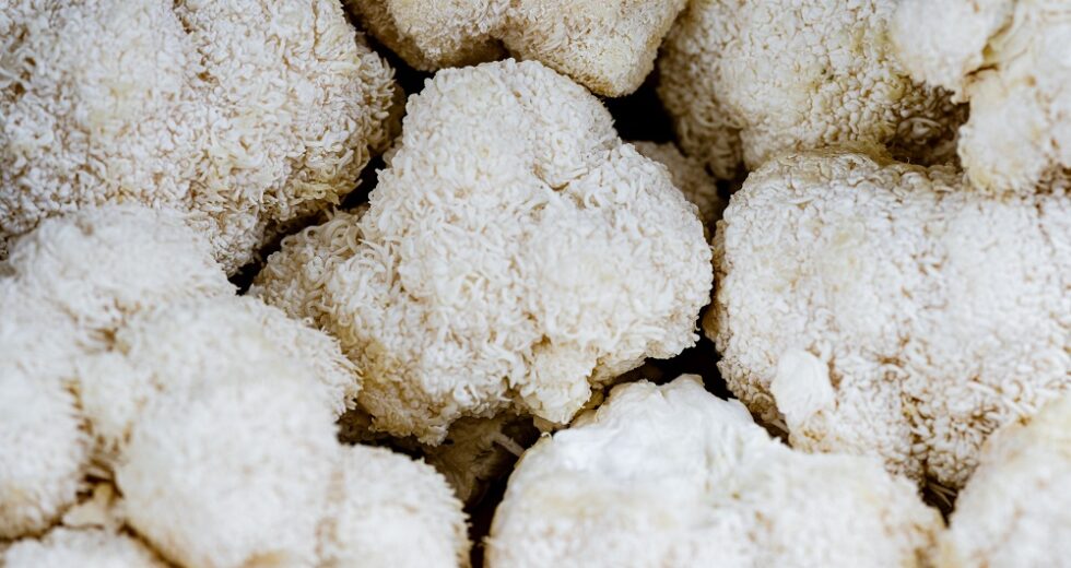 3 Lion’s Mane Gummies Products to Boost Your Mental Focus in a Healthy Way