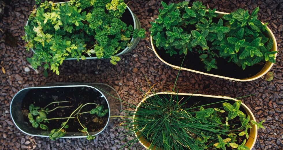 6 Plants That Go Well With Thyme and Turn Your Garden Into the Perfect Place