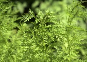 What is Sweet Annie Plant and How Do You Use It?