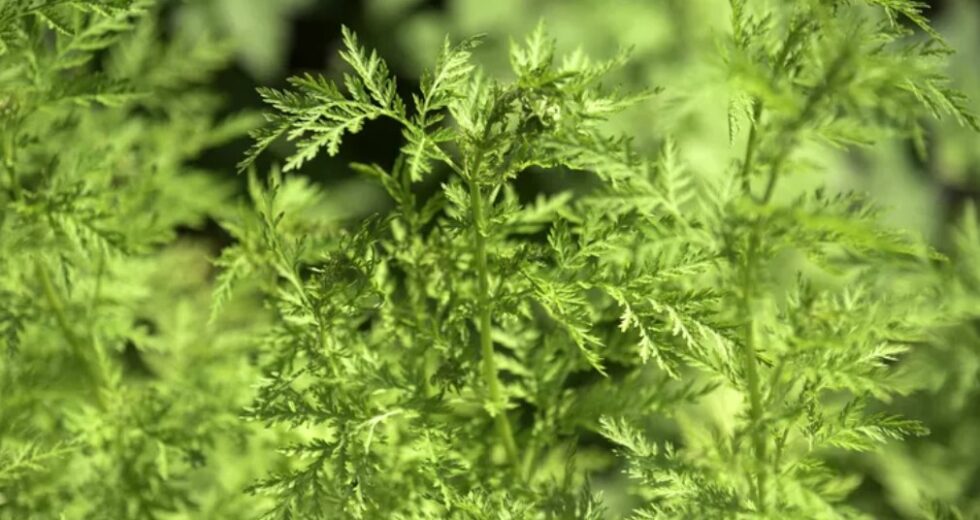 What is Sweet Annie Plant and How Do You Use It?