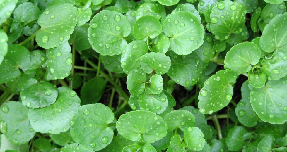 Watercress, The Miracle Vegetable: Kills Chronic Disease Risks, Boosts Bones And Gut Health