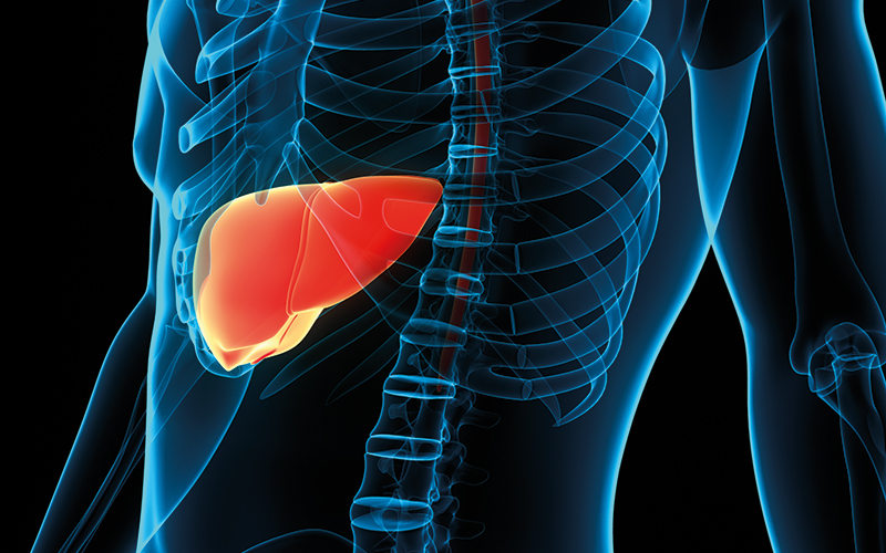 Helping The Liver Regenerate: Exceptional Self-Healing Powers