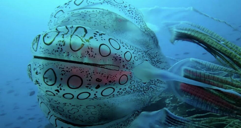 This Box Jellyfish is So Venomous But Extremely Rare