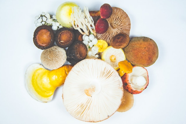 Lion’s Mane vs. Reishi – From Ancient Medicine to Modern Wellness
