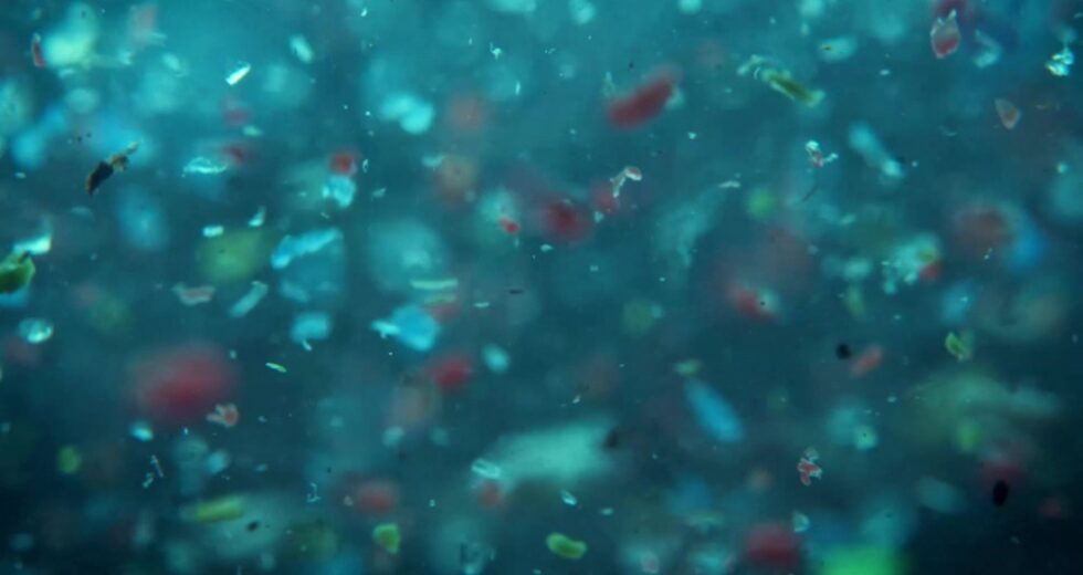 Impact of Microplastics on Major Organs, Brain