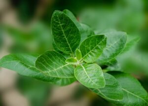 Ashwagandha vs. Lexapro – Are There Any Side Effects?