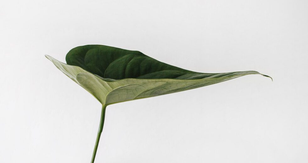 7 Plant Identification Apps You Should Totally Try!