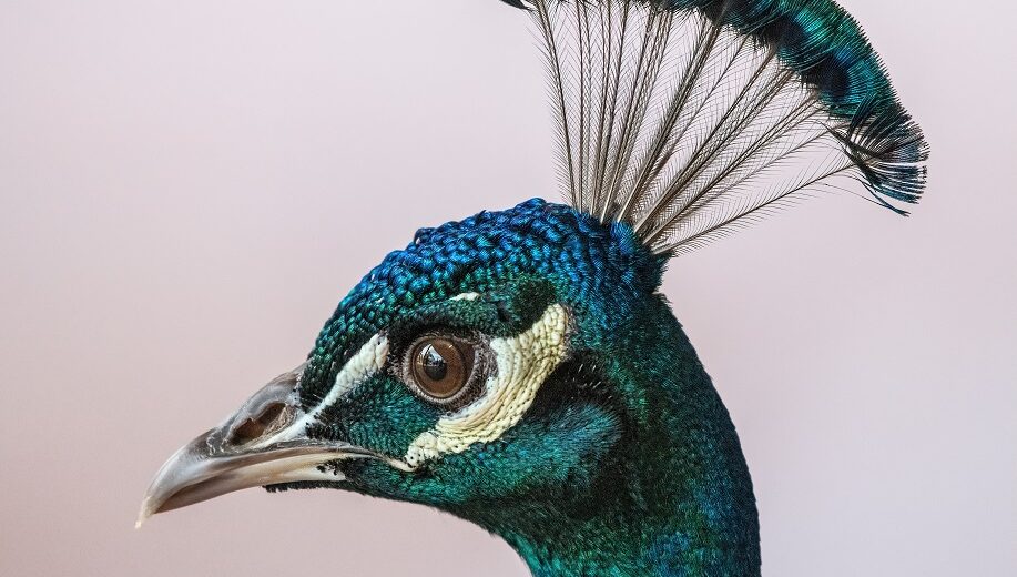 Choosing Unusual Males is Something Female Animals Know How to Do Best