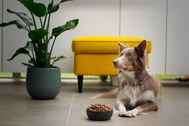 Making Sense of Dog Food Labels: Why The First Three Ingredients Are Vital to Vitality