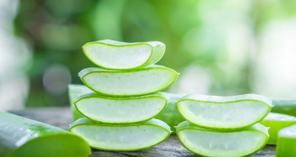The Extraordinary Benefits Of Aloe Vera For Our Blood