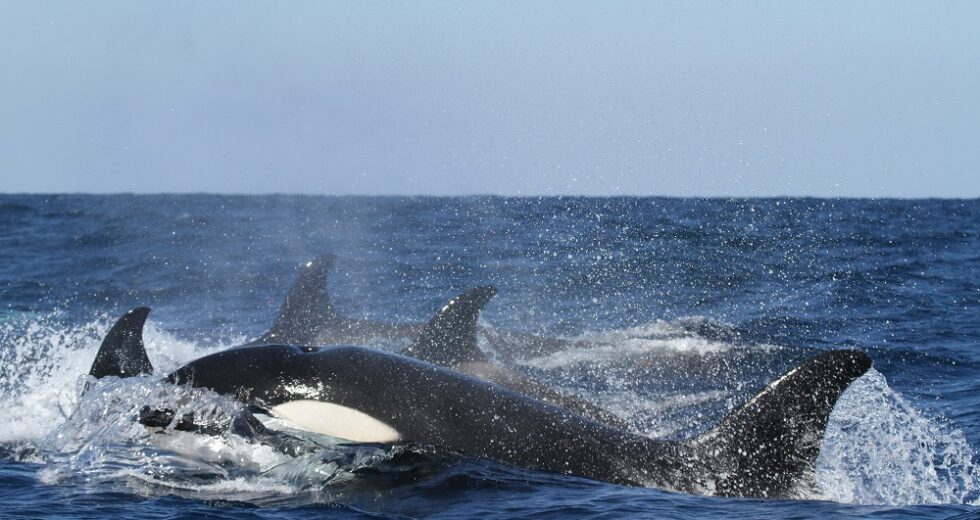 Is the Great White Shark That Different From an Orca?