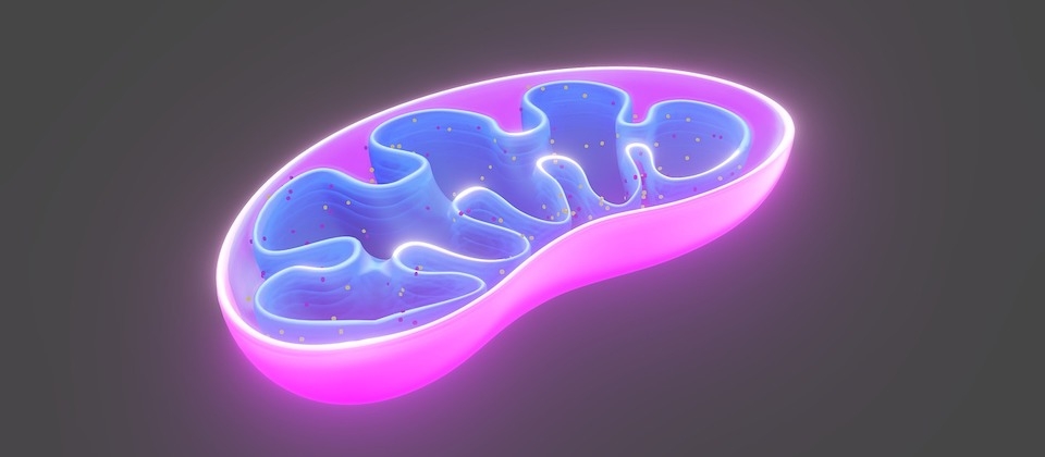 Breaking: ‘Mitochondrial Dysfunction’ Is Not Dysfunction