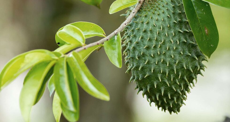 Soursop Has Potential for Cancer Treatment