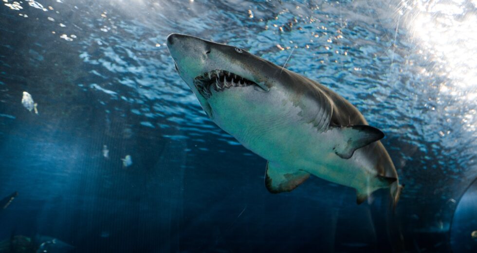 Great White Shark vs. Orca: Which One is the Better Apex Predator?