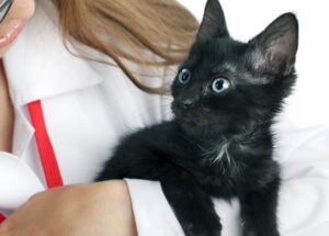 Miracle Drug For Cats Diagnosed With The Terrible FIP: GS-441524 – Drug Efficacy (Part 2)