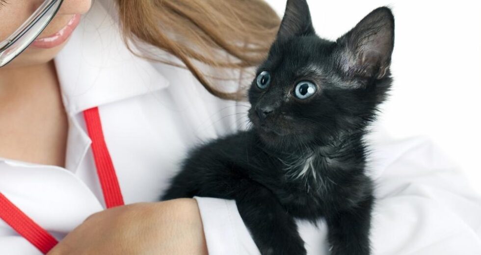 Miracle Drug For Cats Diagnosed With The Terrible FIP: GS-441524 – Drug Efficacy (Part 2)
