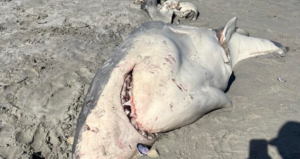 Great White Shark Found Its End Tragically; New Research Shows How