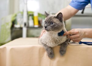 Miracle Drug For Cats Diagnosed With The Terrible FIP: GS-441524 (Part 1)